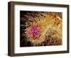 Hairs on the tip of the leg of a spider-Micro Discovery-Framed Photographic Print