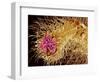 Hairs on the tip of the leg of a spider-Micro Discovery-Framed Photographic Print