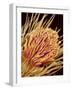 Hairs on the tip of the leg of a spider-Micro Discovery-Framed Photographic Print