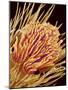 Hairs on the tip of the leg of a spider-Micro Discovery-Mounted Photographic Print