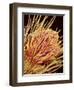 Hairs on the tip of the leg of a spider-Micro Discovery-Framed Photographic Print