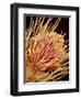 Hairs on the tip of the leg of a spider-Micro Discovery-Framed Photographic Print