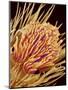 Hairs on the tip of the leg of a spider-Micro Discovery-Mounted Photographic Print