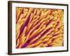 Hairs on the tip of the leg of a spider-Micro Discovery-Framed Photographic Print