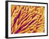 Hairs on the tip of the leg of a spider-Micro Discovery-Framed Photographic Print