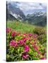 Hairy Alpenrose in the Karwendel Mountains, Austria-Martin Zwick-Stretched Canvas
