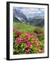 Hairy Alpenrose in the Karwendel Mountains, Austria-Martin Zwick-Framed Premium Photographic Print