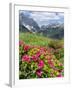 Hairy Alpenrose in the Karwendel Mountains, Austria-Martin Zwick-Framed Photographic Print