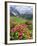 Hairy Alpenrose in the Karwendel Mountains, Austria-Martin Zwick-Framed Photographic Print