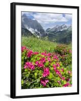 Hairy Alpenrose in the Karwendel Mountains, Austria-Martin Zwick-Framed Photographic Print