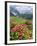 Hairy Alpenrose in the Karwendel Mountains, Austria-Martin Zwick-Framed Photographic Print