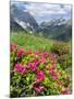 Hairy Alpenrose in the Karwendel Mountains, Austria-Martin Zwick-Mounted Photographic Print