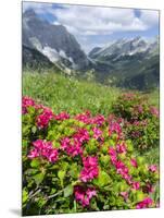 Hairy Alpenrose in the Karwendel Mountains, Austria-Martin Zwick-Mounted Photographic Print