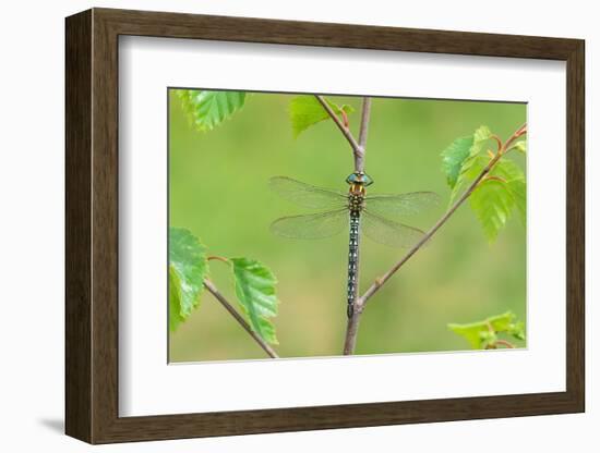 Hairy dragonfly resting on plant stem, Northern Ireland, UK-Robert Thompson-Framed Photographic Print