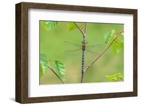 Hairy dragonfly resting on plant stem, Northern Ireland, UK-Robert Thompson-Framed Photographic Print