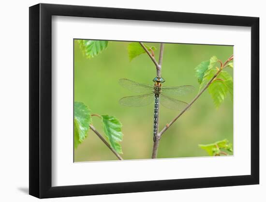 Hairy dragonfly resting on plant stem, Northern Ireland, UK-Robert Thompson-Framed Photographic Print