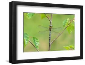 Hairy dragonfly resting on plant stem, Northern Ireland, UK-Robert Thompson-Framed Photographic Print
