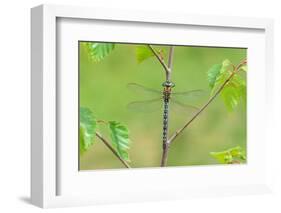 Hairy dragonfly resting on plant stem, Northern Ireland, UK-Robert Thompson-Framed Photographic Print