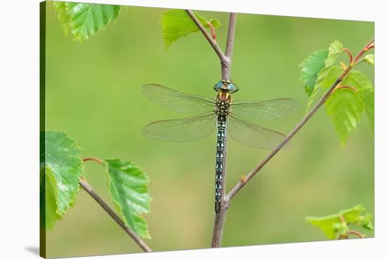 Hairy dragonfly resting on plant stem, Northern Ireland, UK-Robert Thompson-Stretched Canvas