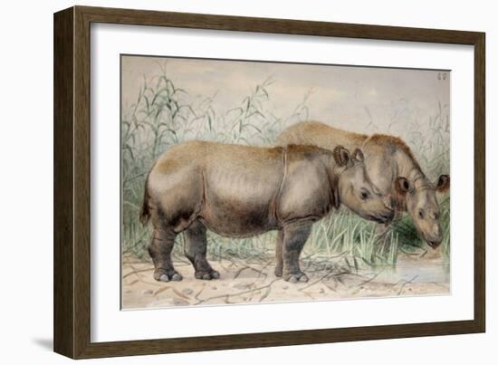 Hairy Eared Rhinoceros-Joseph Wolf-Framed Giclee Print