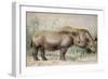 Hairy Eared Rhinoceros-Joseph Wolf-Framed Giclee Print