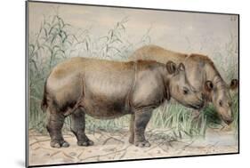 Hairy Eared Rhinoceros-Joseph Wolf-Mounted Giclee Print