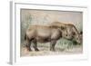 Hairy Eared Rhinoceros-Joseph Wolf-Framed Giclee Print