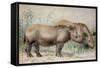 Hairy Eared Rhinoceros-Joseph Wolf-Framed Stretched Canvas