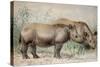 Hairy Eared Rhinoceros-Joseph Wolf-Stretched Canvas