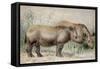 Hairy Eared Rhinoceros-Joseph Wolf-Framed Stretched Canvas