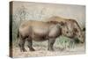 Hairy Eared Rhinoceros-Joseph Wolf-Stretched Canvas