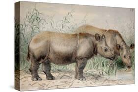 Hairy Eared Rhinoceros-Joseph Wolf-Stretched Canvas