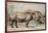 Hairy Eared Rhinoceros-Joseph Wolf-Framed Giclee Print