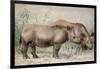 Hairy Eared Rhinoceros-Joseph Wolf-Framed Giclee Print