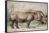 Hairy Eared Rhinoceros-Joseph Wolf-Framed Stretched Canvas