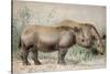 Hairy Eared Rhinoceros-Joseph Wolf-Stretched Canvas