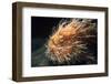 Hairy Frogfish (Antennarius Hispidus) Lembeh Strait, Celebes Sea, Sulawesi, Indonesia-Jeff Rotman-Framed Photographic Print