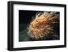 Hairy Frogfish (Antennarius Hispidus) Lembeh Strait, Celebes Sea, Sulawesi, Indonesia-Jeff Rotman-Framed Photographic Print