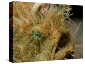 Hairy Frogfish, Lembeh Strait, Indonesia-Stocktrek Images-Stretched Canvas