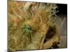 Hairy Frogfish, Lembeh Strait, Indonesia-Stocktrek Images-Mounted Photographic Print