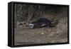 Hairy-Nosed Otter (Lutra Sumatrana)-Craig Lovell-Framed Stretched Canvas