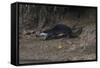 Hairy-Nosed Otter (Lutra Sumatrana)-Craig Lovell-Framed Stretched Canvas