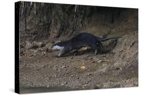 Hairy-Nosed Otter (Lutra Sumatrana)-Craig Lovell-Stretched Canvas