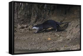 Hairy-Nosed Otter (Lutra Sumatrana)-Craig Lovell-Framed Stretched Canvas