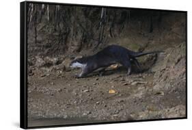 Hairy-Nosed Otter (Lutra Sumatrana)-Craig Lovell-Framed Stretched Canvas