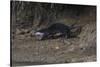 Hairy-Nosed Otter (Lutra Sumatrana)-Craig Lovell-Stretched Canvas
