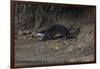 Hairy-Nosed Otter (Lutra Sumatrana)-Craig Lovell-Framed Photographic Print