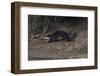 Hairy-Nosed Otter (Lutra Sumatrana)-Craig Lovell-Framed Photographic Print