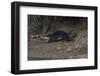 Hairy-Nosed Otter (Lutra Sumatrana)-Craig Lovell-Framed Photographic Print