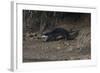 Hairy-Nosed Otter (Lutra Sumatrana)-Craig Lovell-Framed Photographic Print